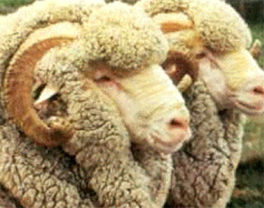 schafe.jpg schafe.jpg